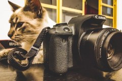 Gato e Câmera